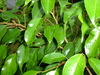 Closeup of fig leaves with flash