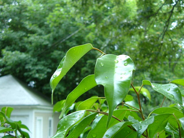 Fig leaves and some trees