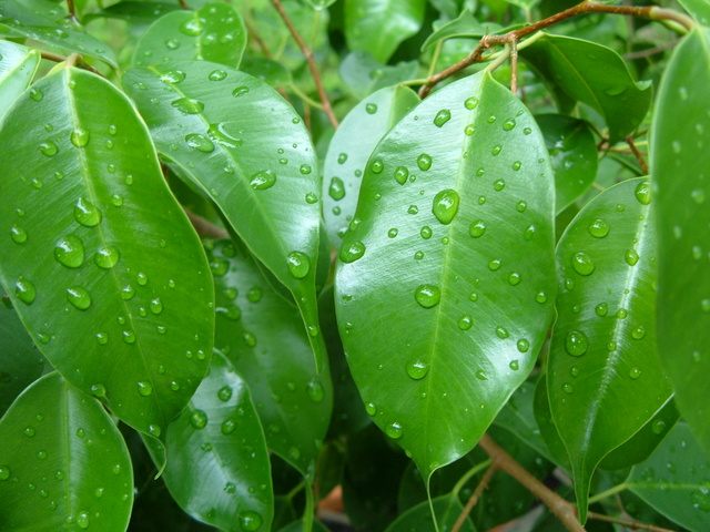 Closeup of fig tree leaves