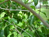 Miniature fig tree branches