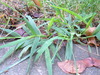 Crabgrass growing on the edge of the sidewalk