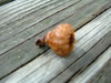 An acorn on my back deck