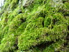 Moss growing on an oak trunk