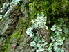 Lichen growing on an oak trunk