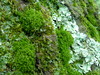 Moss and lichen growing on an oak trunk