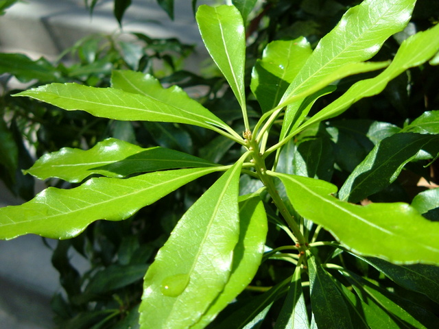 A bush next to fuller labs