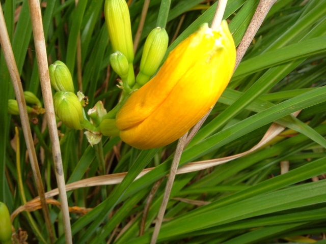 A daylily bud outside Stoddard Labs