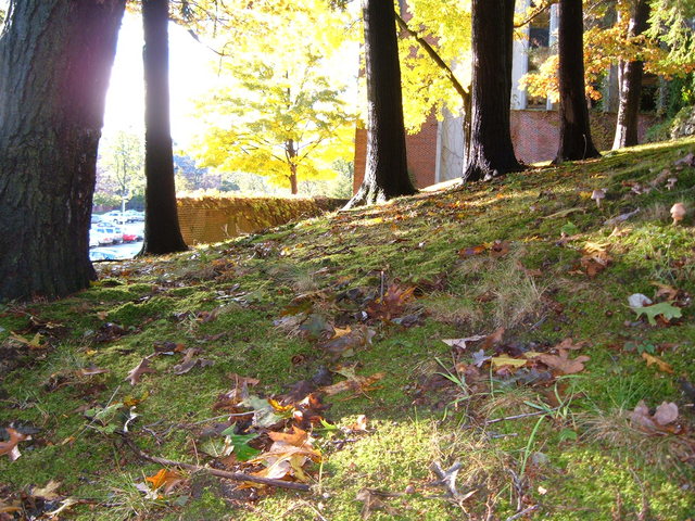 Sunlight through the trees between Fuller Labs and the Library