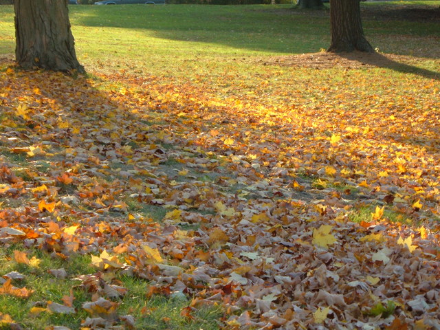 Sun on fallen leaves