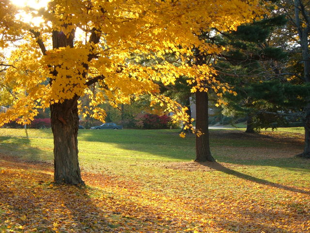 Afternoon sun through the maples