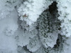 Closeup of snow covered pine
