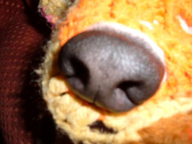 Dog nose closeup