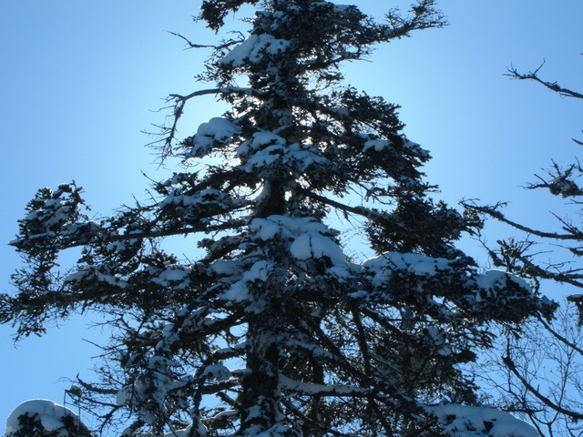 a closer shot of the same tree