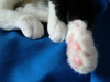 Cat feet.  No explanation needed.
