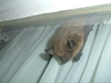There is a bat in my house.  Yipes.