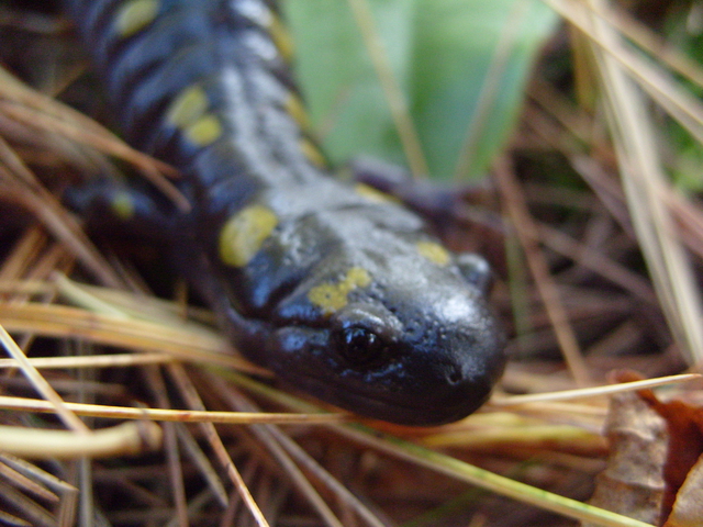 Ambystoma maculatum - Spotted Salamander